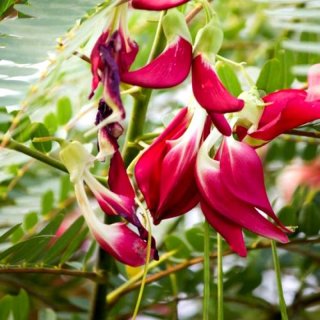 plants-guru-sesbania-grandiflora-hummingbird-tree-800x800